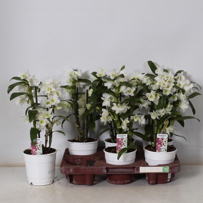 <h4>DEND NOBILE</h4>