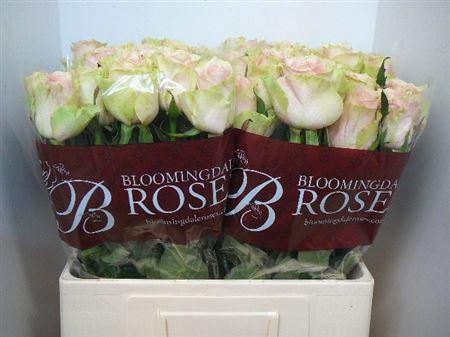 <h4>R Gr Frutteto</h4>