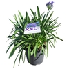Agapanthus 7 stek blauw pot 32 grootbl. doorbl. knop.boven gewas