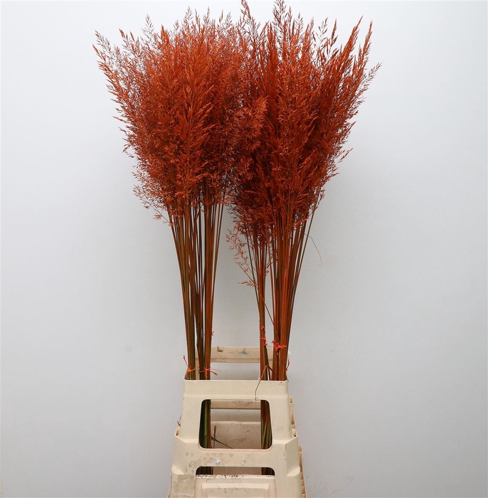 <h4>Calamagrostis Brachy Oranje</h4>