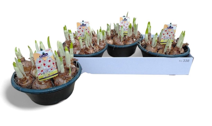 <h4>NARC TA GERANIUM</h4>