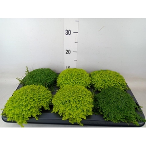 Soleirolia soleirolii   ...mix 2