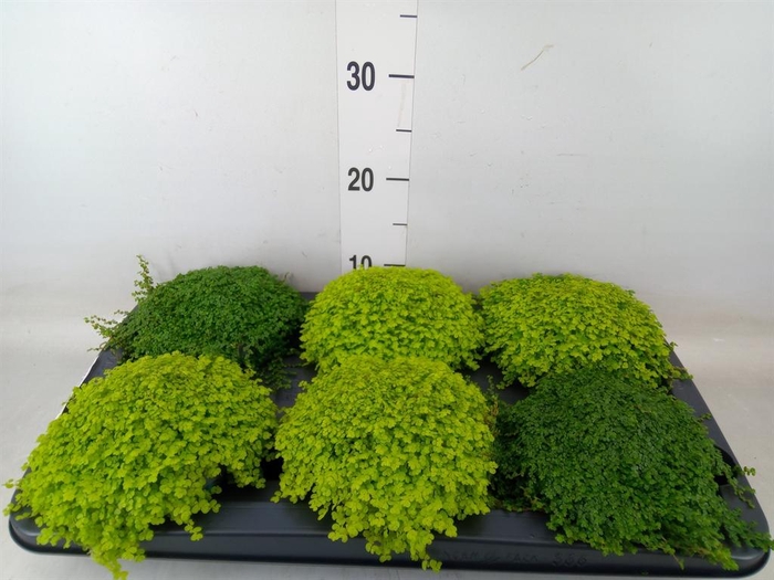 <h4>Soleirolia soleirolii   ...mix 2</h4>