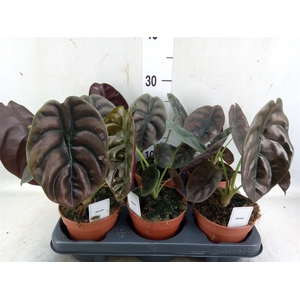 Alocasia cuprea 'Red Secret'