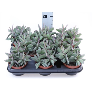 Senecio crassissimus