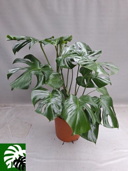 MONSTERA DELICIOSA