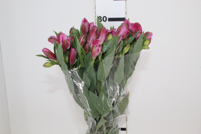 <h4>ALSTROEMERIA STRATUS 080 CM</h4>