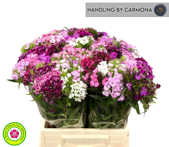 <h4>DI BARB GEM</h4>