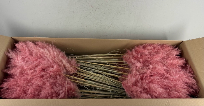 <h4>DF Pampas 115cm Light Pink</h4>