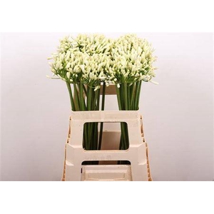 Agapanthus Gletsjer White 60cm