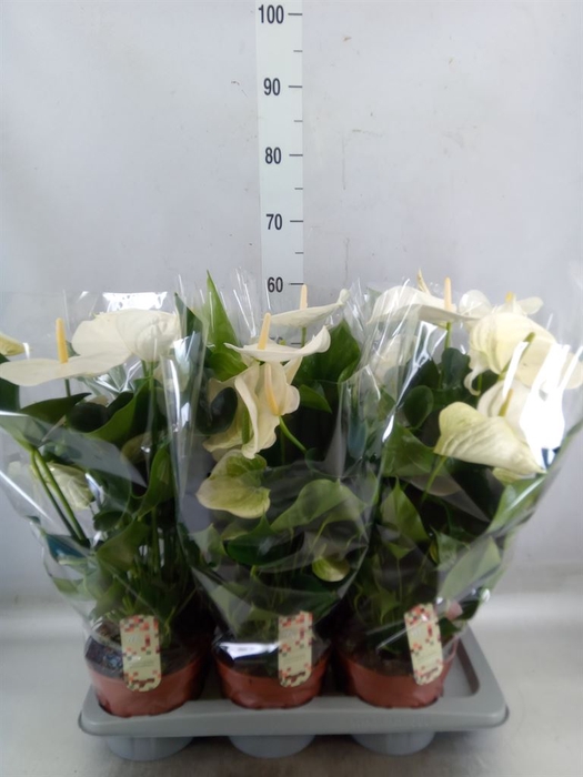 <h4>Anthurium andr. 'Alpine'</h4>