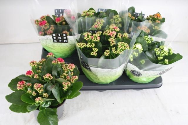 <h4>KAL GE GEM 4 KL</h4>