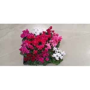 CYCLAMEN PERSICUM-HYBRID-MINI P6