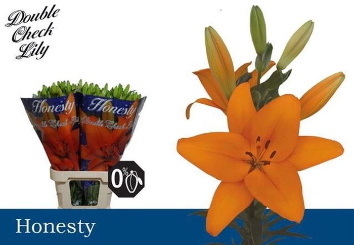 <h4>LI LA HONESTY LI LA HONESTY</h4>