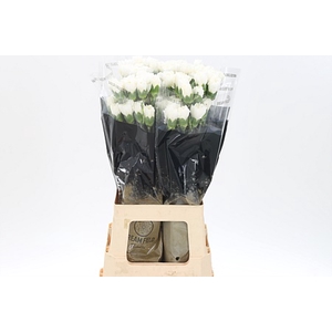 Di St Moonlight White