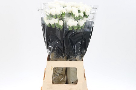 <h4>Di St Moonlight White</h4>