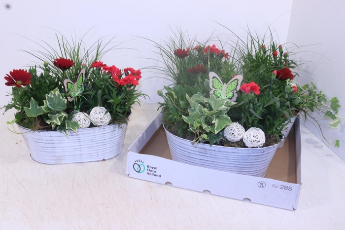 <h4>ARR TUINPLANTEN</h4>