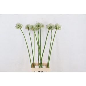 ALLIUM MOUNT EVEREST