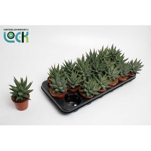 Haworthia Margaritifera