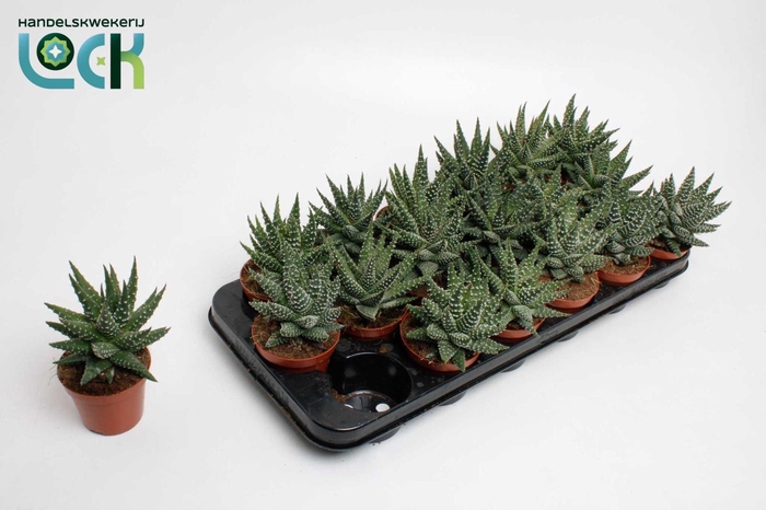 <h4>Haworthia Margaritifera</h4>