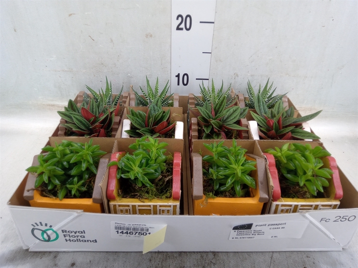 <h4>Planten  ..in schaal L%</h4>