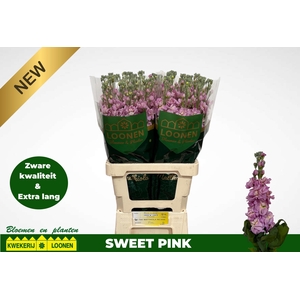 MATTH MILLA PINK