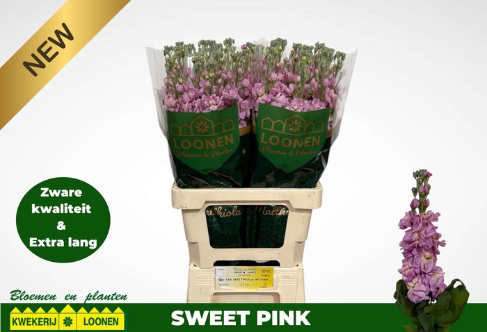 <h4>MATTH MILLA PINK</h4>
