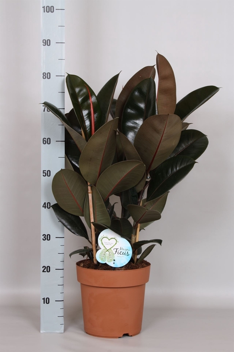 <h4>Ficus elastica 'Abidjan'</h4>