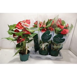 arr8 Anthu An Nevada