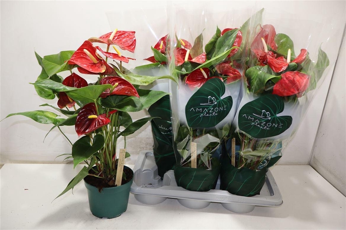 <h4>arr8 Anthu An Nevada</h4>