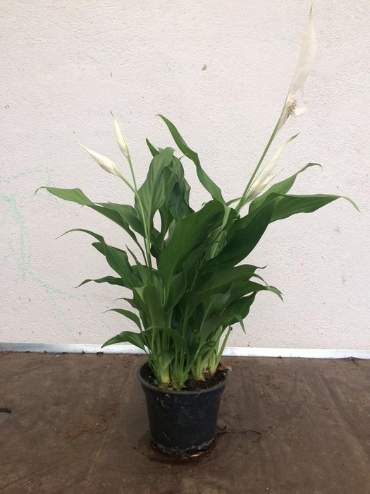 <h4>SPATHIPHYLLUM WALLISII p12</h4>
