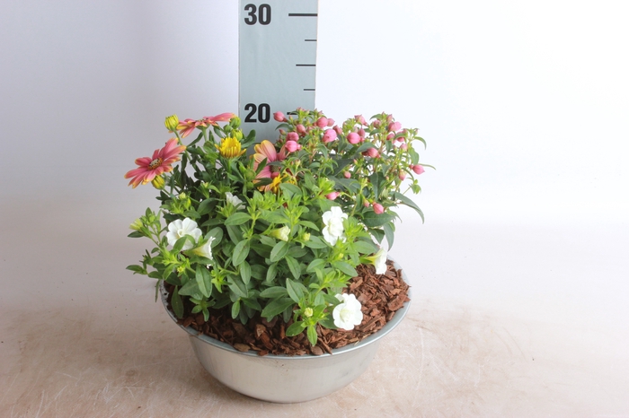 <h4>ARR TUINPLANTEN</h4>