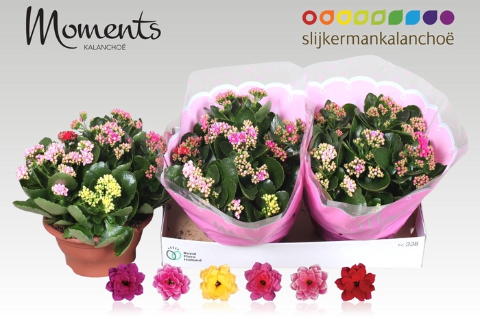 <h4>KAL GE GEM I POT</h4>