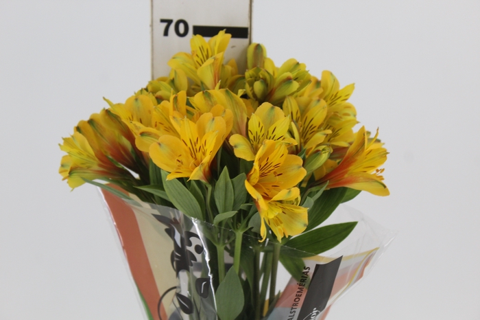 <h4>ALSTROEMERIA CARIBBEAN 070 CM</h4>