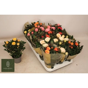 RO KORDAN GRANDE GEM