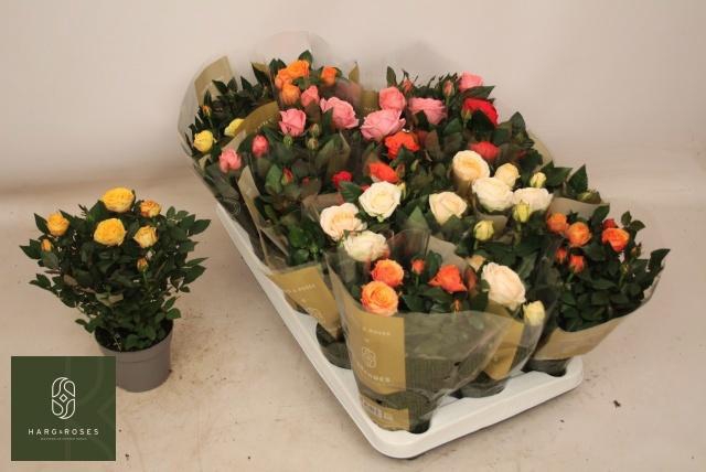 <h4>RO KORDAN GRANDE GEM</h4>