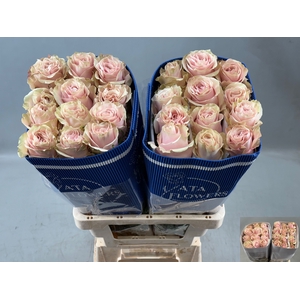 R GR PINK MONDIAL