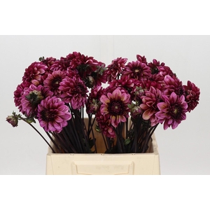Dahlia Seniors Hope