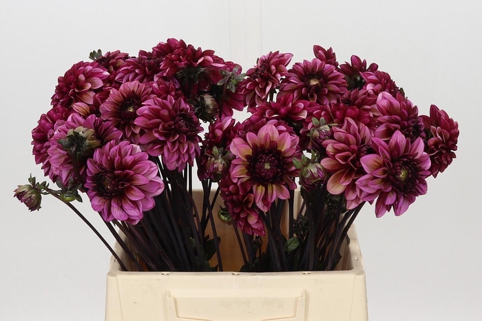 <h4>Dahlia Seniors Hope</h4>