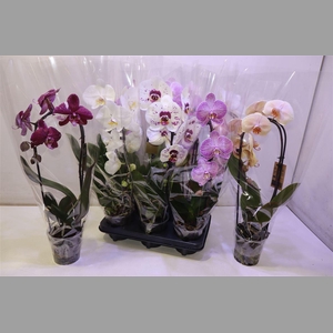 Phal El Cascade