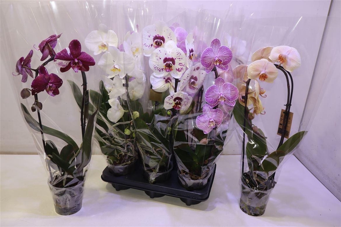 Phal El Cascade