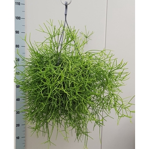 Rhipsalis heteroclada