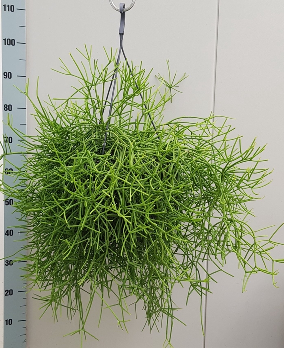 <h4>Rhipsalis heteroclada</h4>