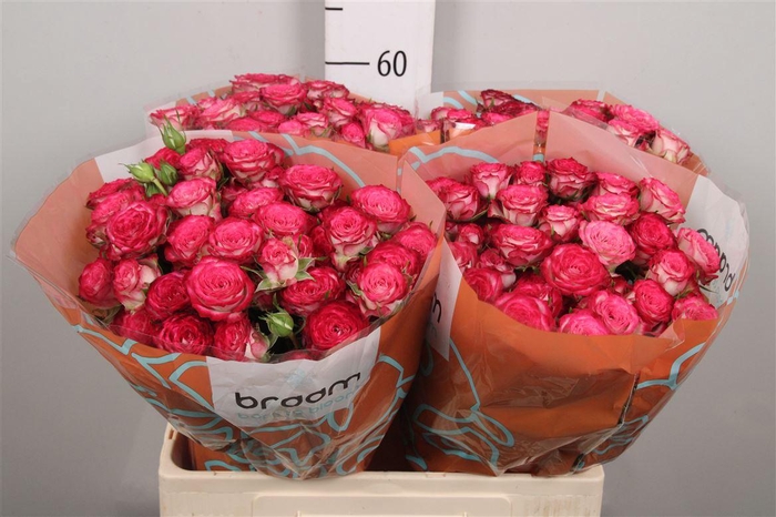 <h4>R Tr Vanessa</h4>