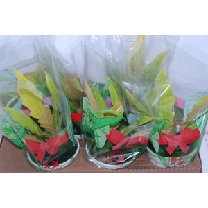 PHILODENDRON GERGAJI GOLDEN P15