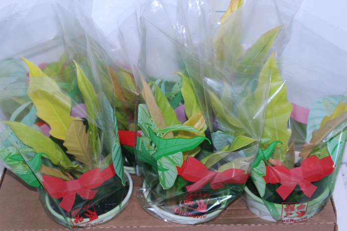 <h4>PHILODENDRON GERGAJI GOLDEN P15</h4>