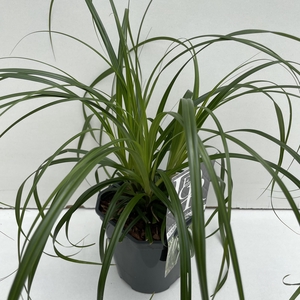 Carex 'Ribbon Falls'