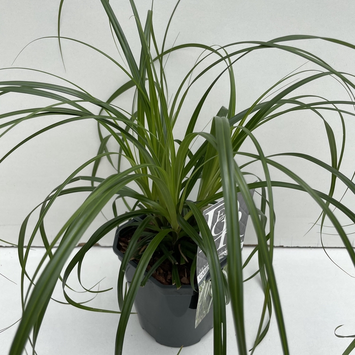 <h4>Carex 'Ribbon Falls'</h4>