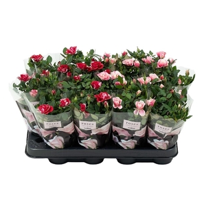 Nolina Roses Ø 7 cm. Mix Gigi/Piia
