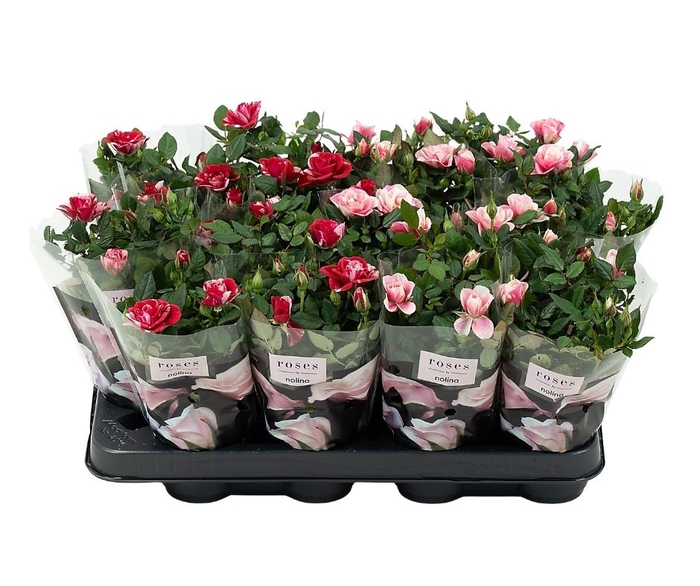 <h4>Nolina Roses Ø 7 cm. Mix Gigi/Piia</h4>